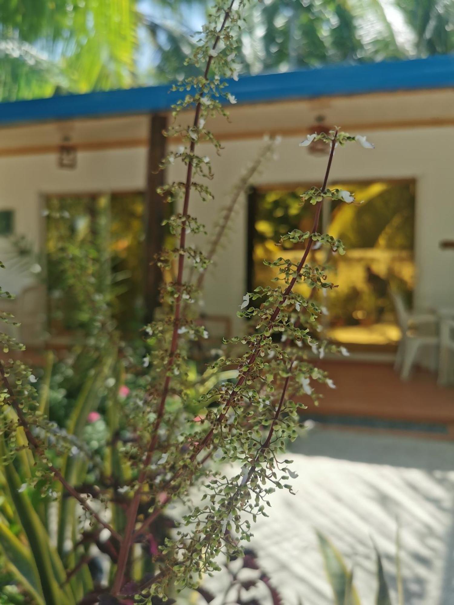 Blue Water Thoddoo Inn Номер фото